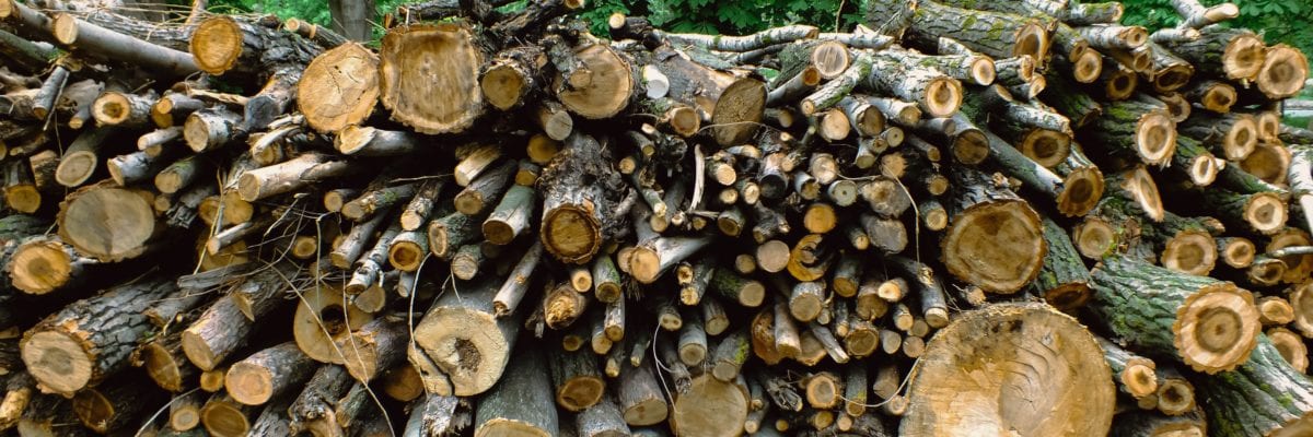 photo of stacked wood logs