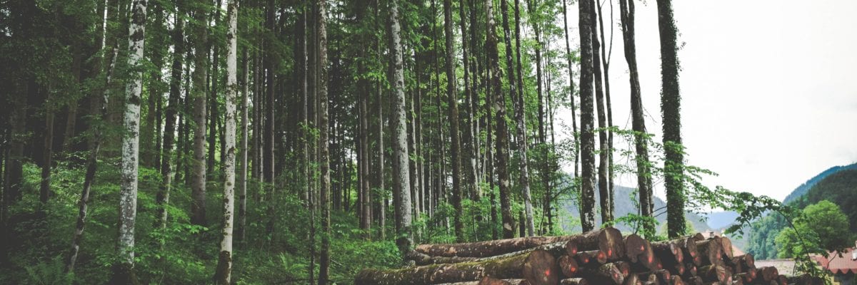 photo of stacked logs stacked next to forest trees