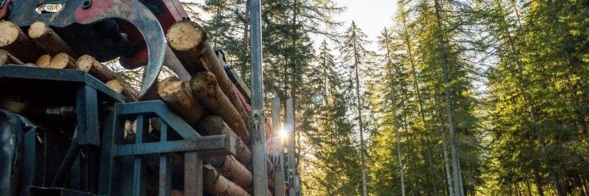 Forklift truck grabs wood in wood processing plant, pine forest, Europe