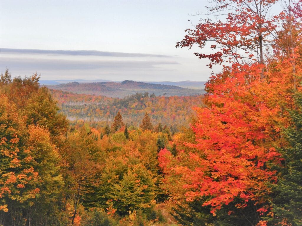 photo of maine forest in autumn