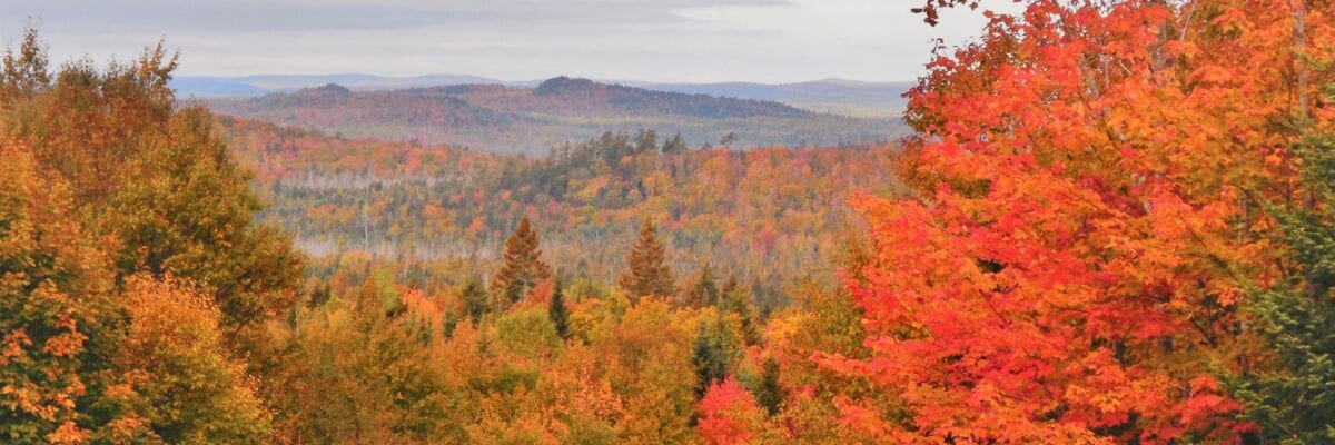 photo of maine forest in autumn