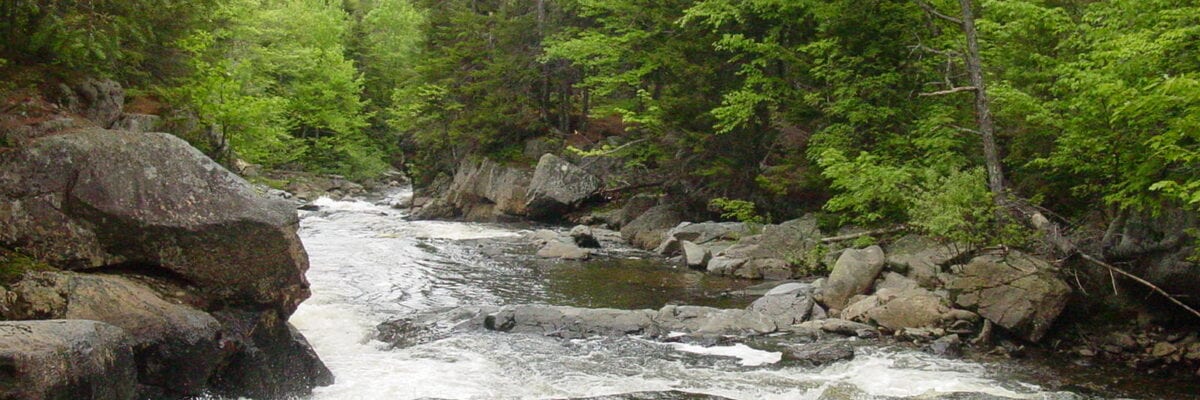 photo of stream running through maine forest