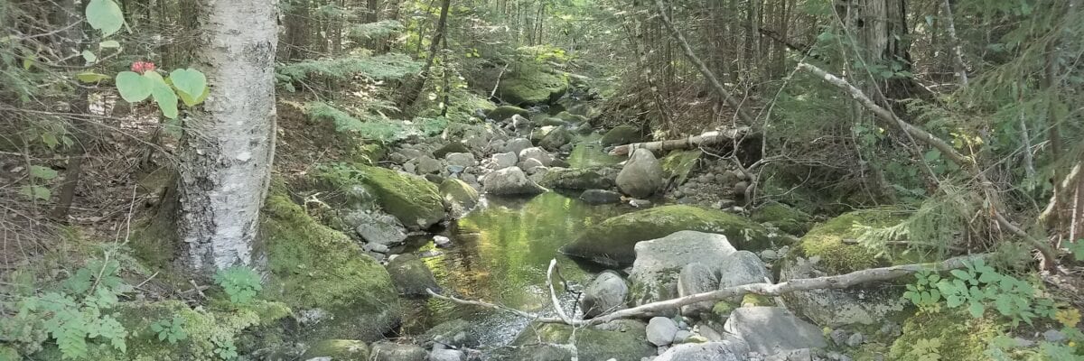 photo of rocky brook running through a dense forest