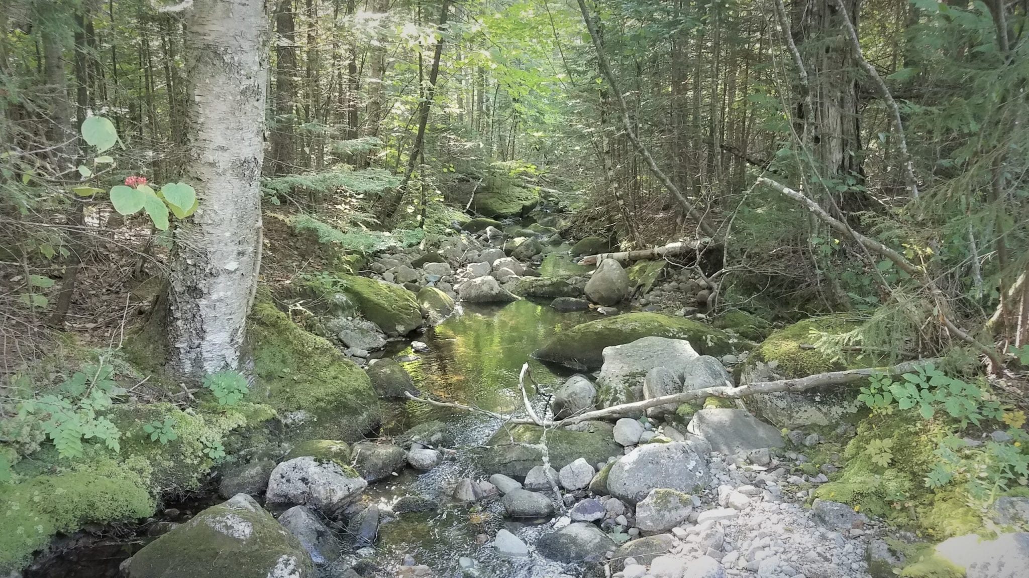 Conservation Seven Islands Land Company