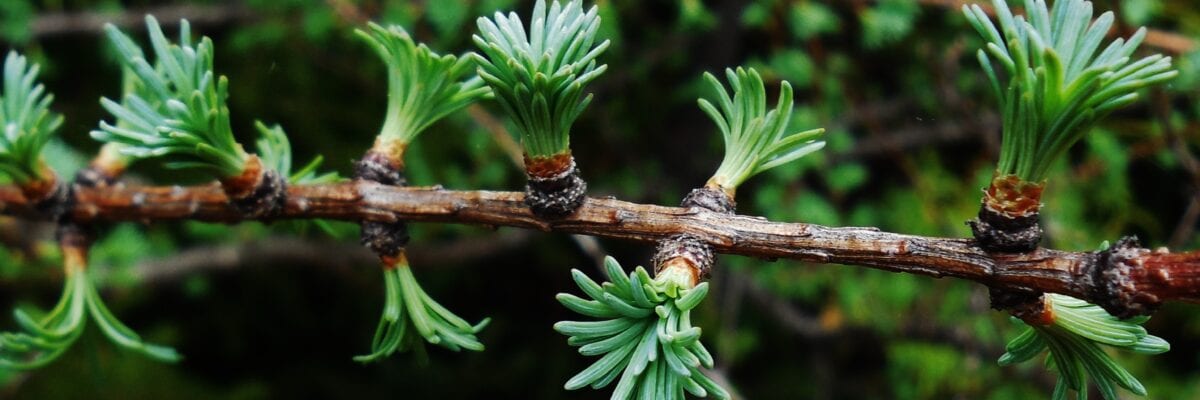 photo of tree buds