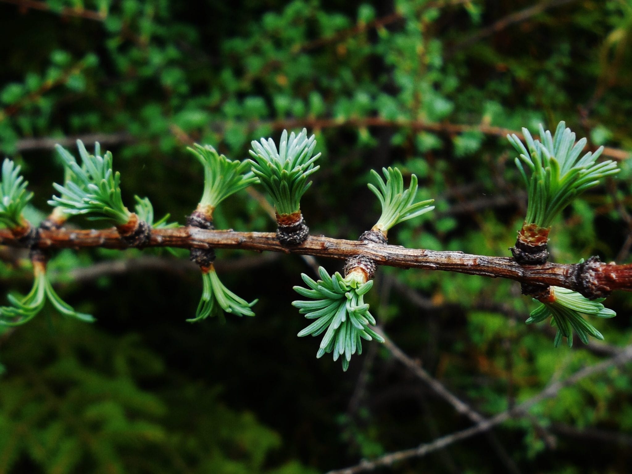 Leadership Team Seven Islands Land Company