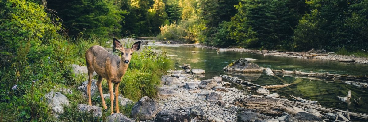 photo of a lone deer next to stream in forest