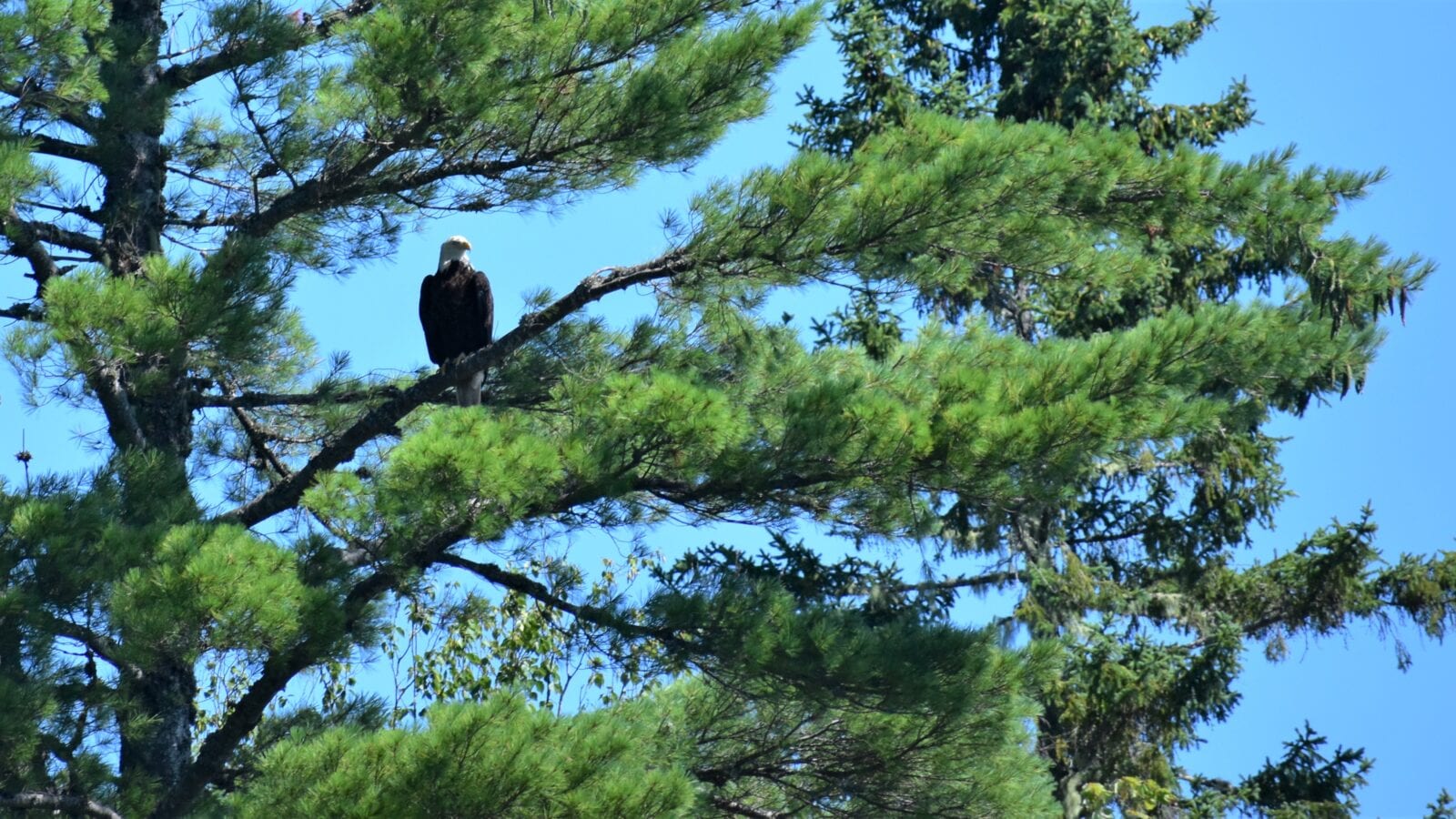 photo of bald eagle sitting on tree branch