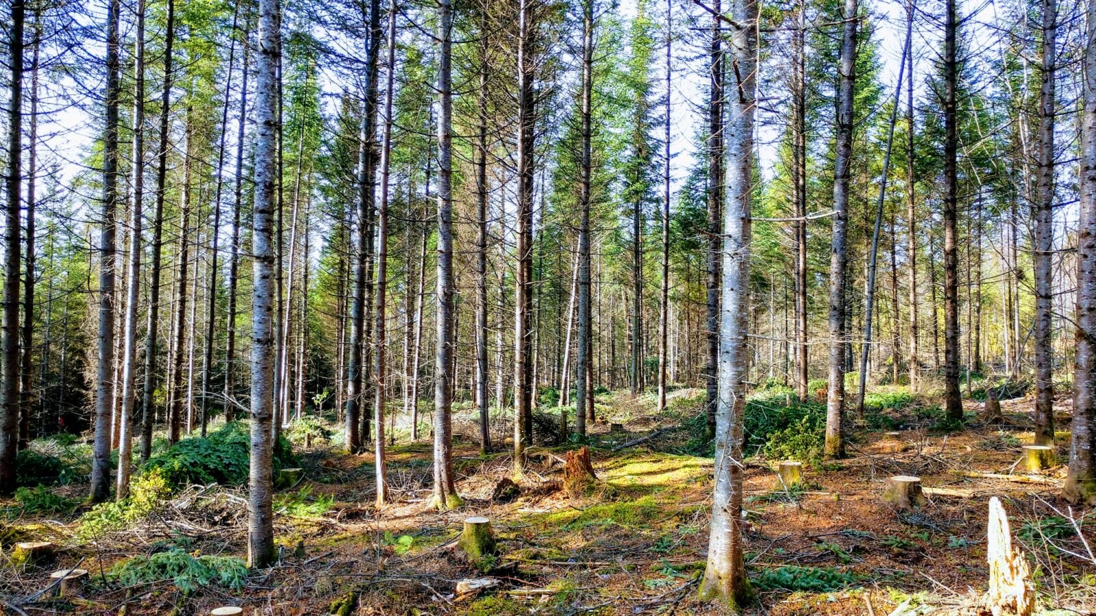 photo of a group of trees in forest