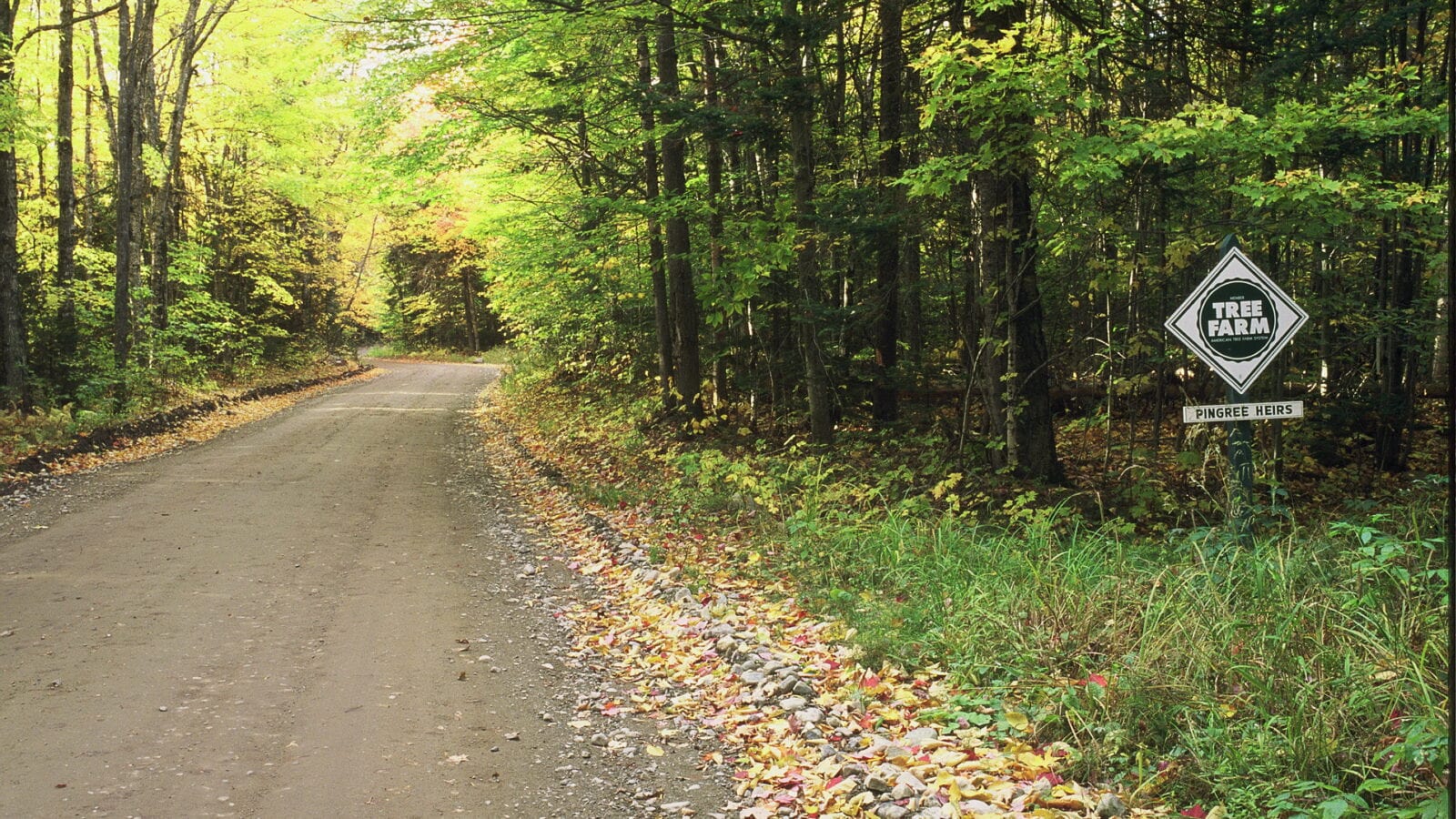 photo of pingree heirs tree farm sign along road in forest