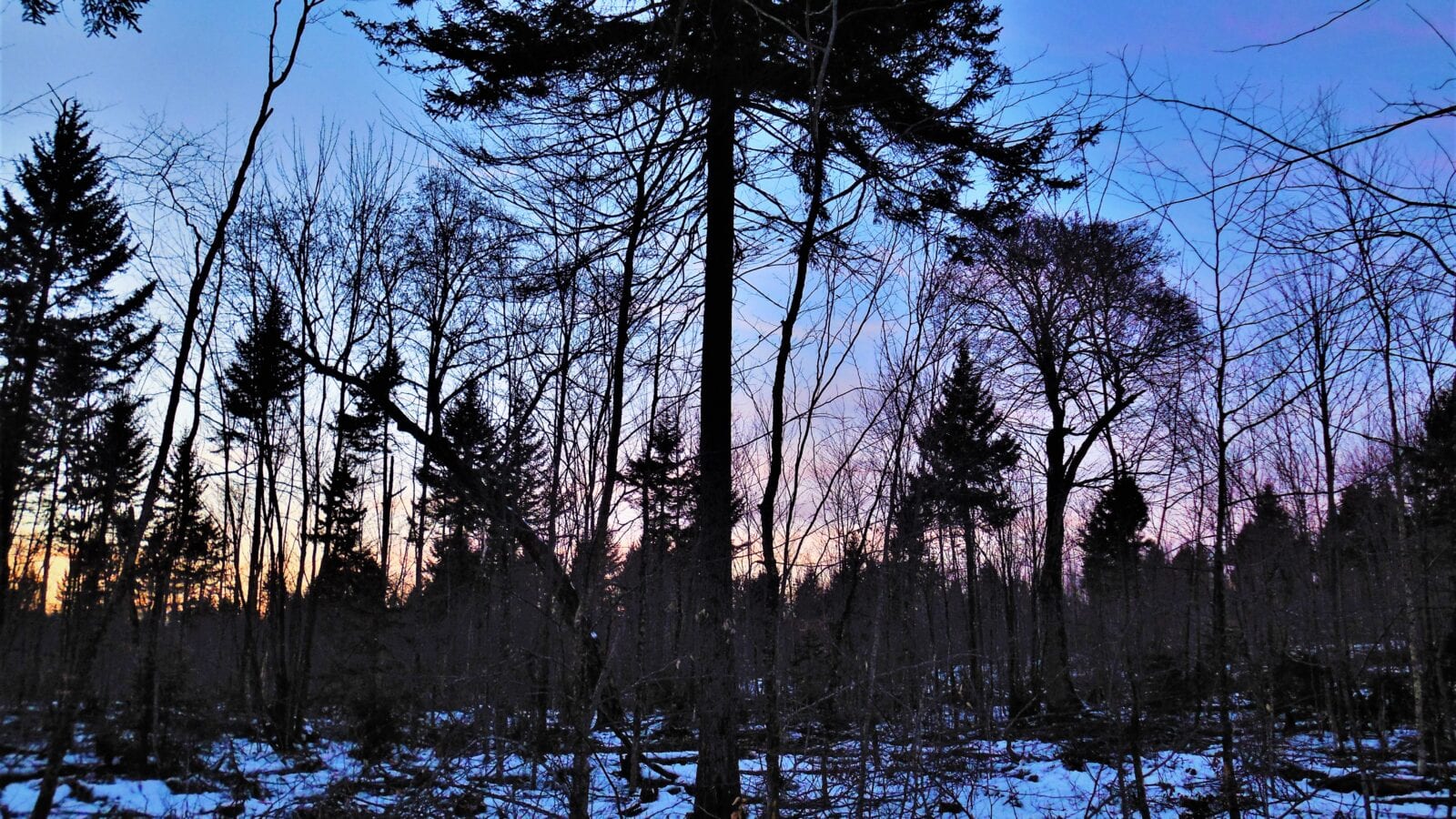 photo of winter forest scene with sunset in background