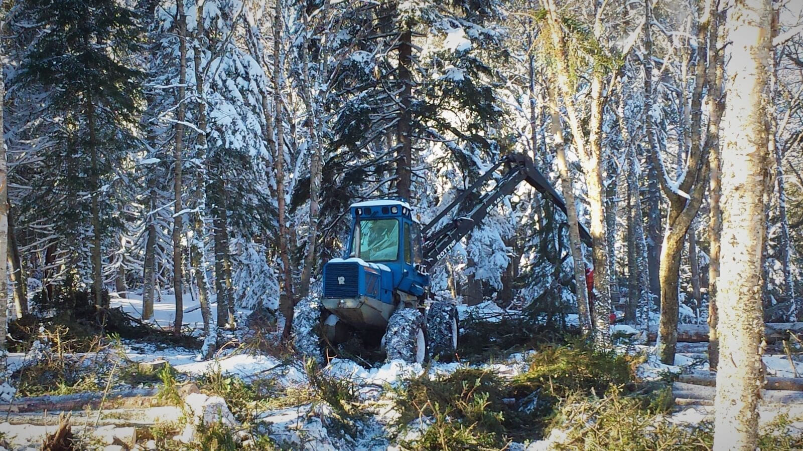 photo of tree clearing heavy equipment in forest in winter