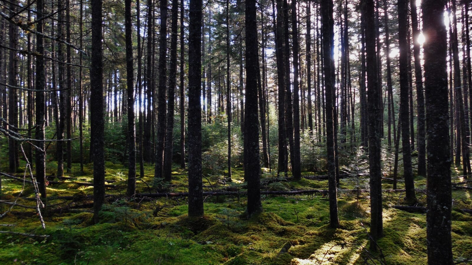 photo of a stand of trees in a forest