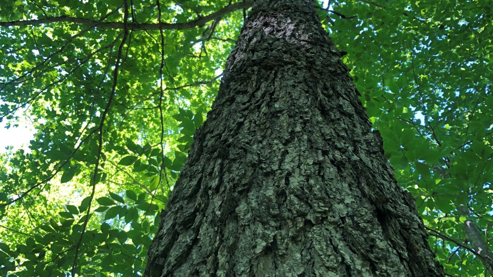 photo of a sugar maple tree