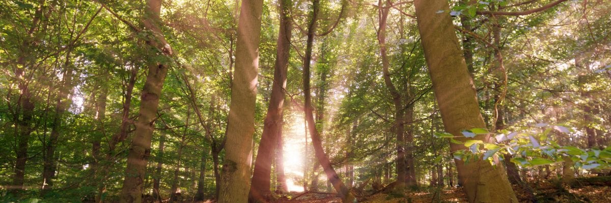 photo of sunlight beaming through forest trees