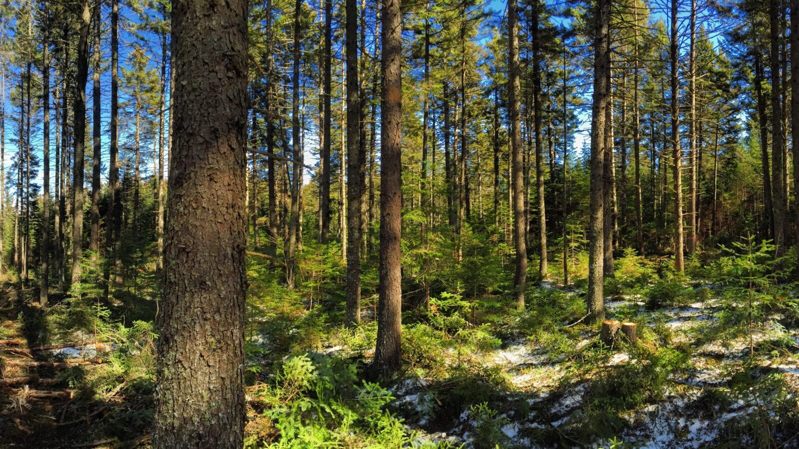 photo of trees in a forest