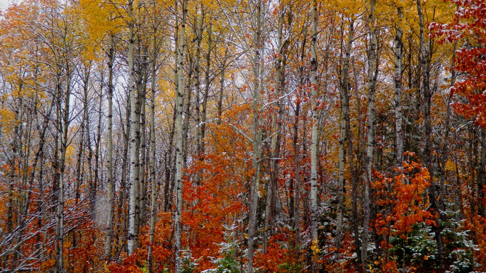 photo of autumn trees with a dusting of snow