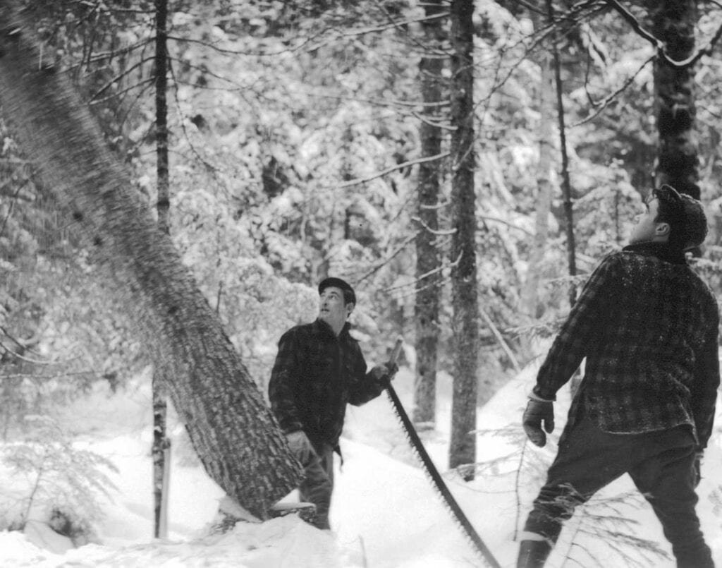 black and white photo of two men cutting down tree by hand