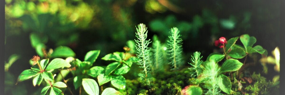 photo of plants growing on forest floor