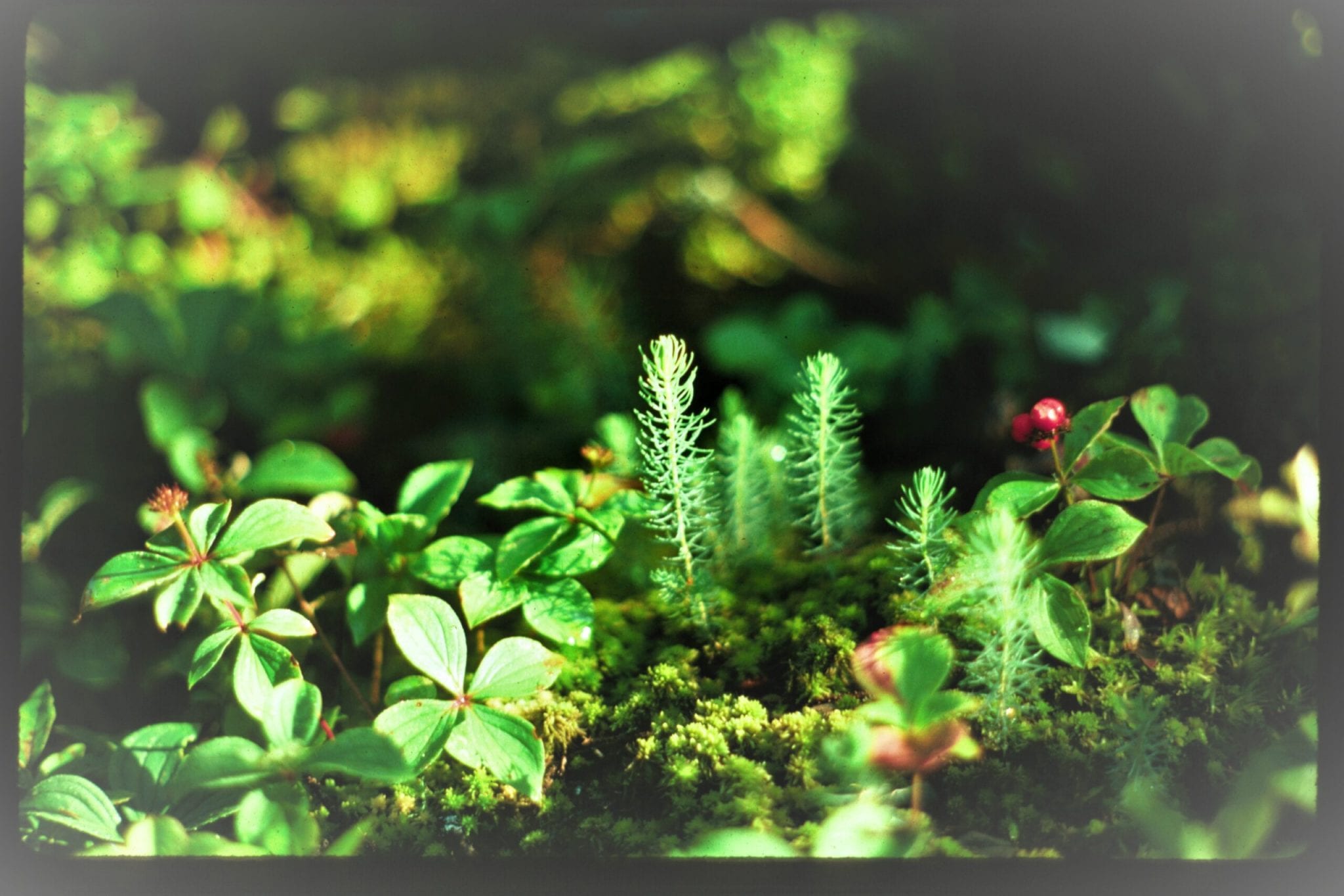 Careers Seven Islands Land Company