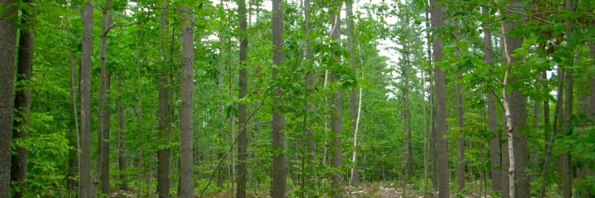 photo of forest area after it's been cut