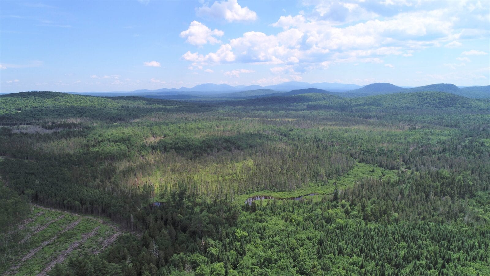 aerial photo of forest with mountains in the distance