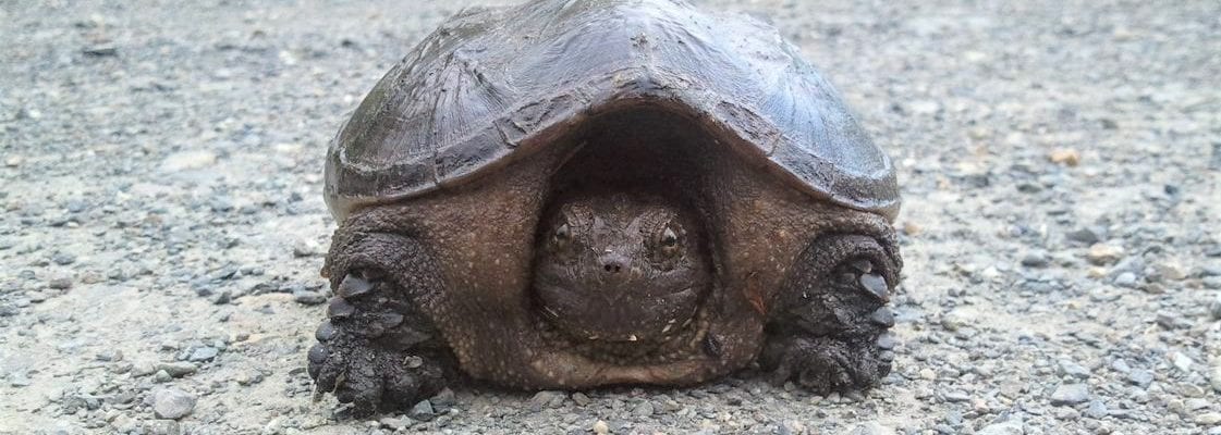 photo of snapping turtle
