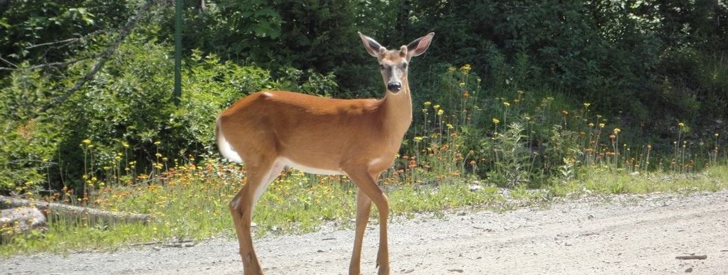 photo of doe deer on gravel road