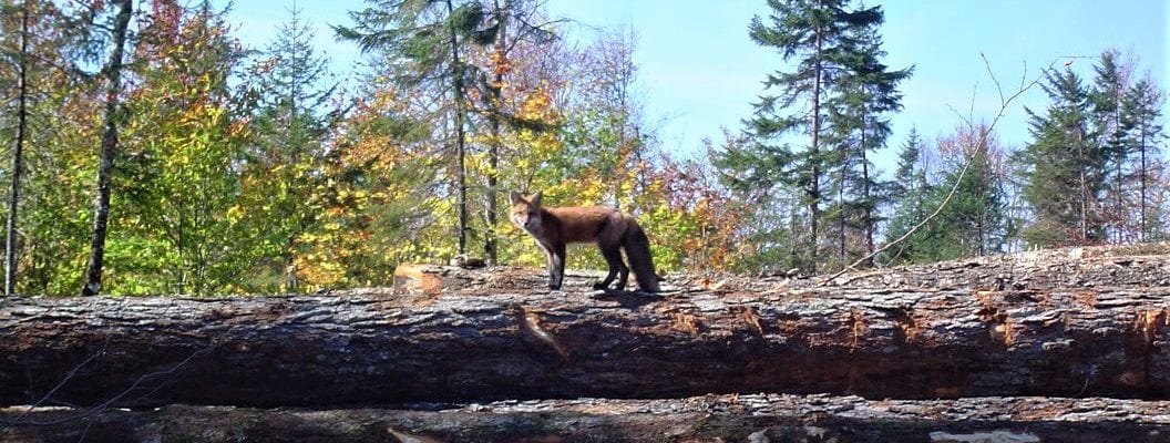 photo of fox standing on fallen logs in forest