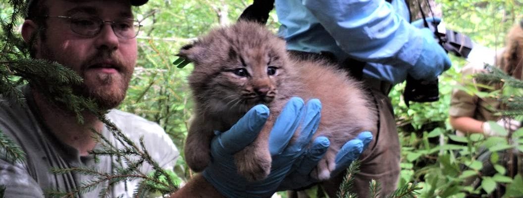 photo of man holding lynx cub in forest