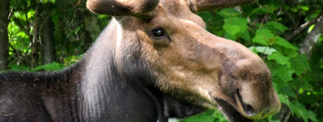 photo of moose in the woods