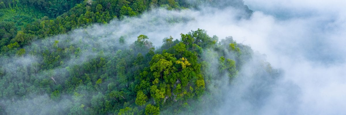 Aerial view of morning mist at tropical rainforest mountain, background of forest and mist, Aerial top view background forest.