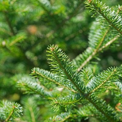 up close photo of Balsam Fir